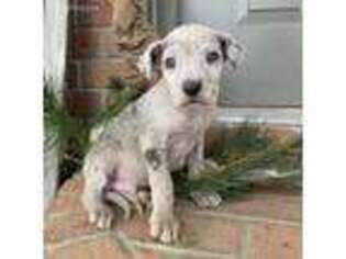 Great Dane Puppy for sale in Shreve, OH, USA