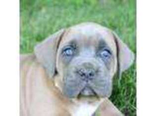 Cane Corso Puppy for sale in Womelsdorf, PA, USA
