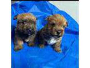 Norwich Terrier Puppy for sale in Groesbeck, TX, USA