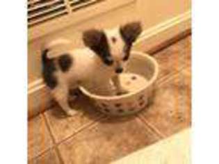 Chihuahua Puppy for sale in Crestwood, KY, USA