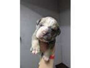 Olde English Bulldogge Puppy for sale in Orleans, NE, USA