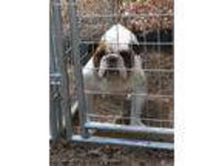Bulldog Puppy for sale in York, SC, USA