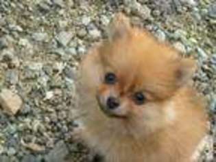 Pomeranian Puppy for sale in RIDDLE, OR, USA