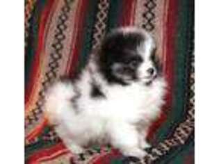 Pomeranian Puppy for sale in Brownwood, TX, USA