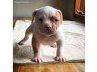 American Bulldog Puppy for sale in Hammond, IN, USA