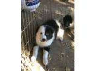 Border Collie Puppy for sale in Shafter, CA, USA