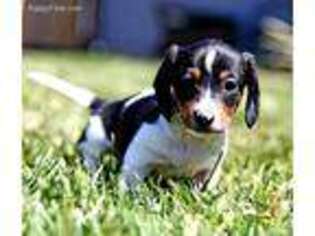 Dachshund Puppy for sale in Red Bluff, CA, USA