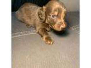 Dachshund Puppy for sale in National City, CA, USA