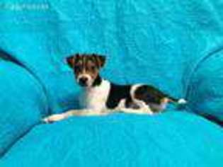 Jack Russell Terrier Puppy for sale in Red Oak, TX, USA