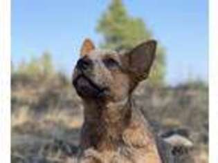 Australian Cattle Dog Puppy for sale in Elgin, OR, USA