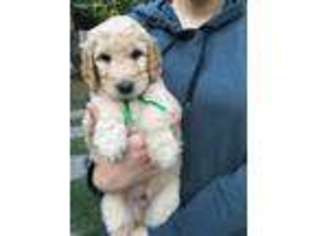 Goldendoodle Puppy for sale in Orangevale, CA, USA