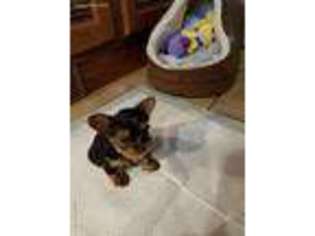 Yorkshire Terrier Puppy for sale in Bremerton, WA, USA