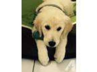 Golden Retriever Puppy for sale in GREER, SC, USA