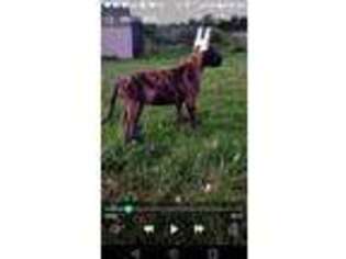 Great Dane Puppy for sale in Alliance, OH, USA
