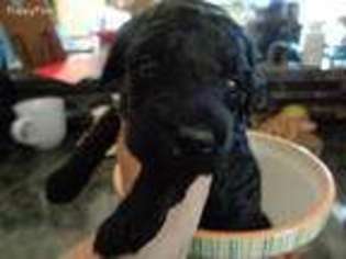 Goldendoodle Puppy for sale in Huntsville, IL, USA