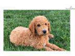 Labradoodle Puppy for sale in Hopkins, MO, USA