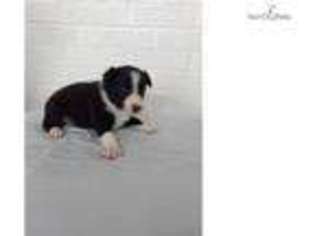 Border Collie Puppy for sale in Saint Joseph, MO, USA