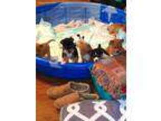 Basenji Puppy for sale in Granbury, TX, USA