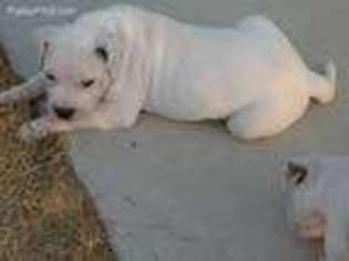Alapaha Blue Blood Bulldog Puppy for sale in Pahrump, NV, USA