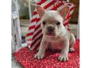 French Bulldog Puppy for sale in Bronson, MI, USA