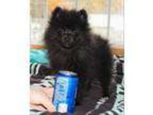 Pomeranian Puppy for sale in Beckley, WV, USA