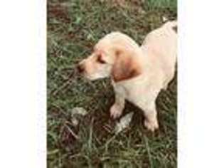 Labrador Retriever Puppy for sale in Centralia, IL, USA