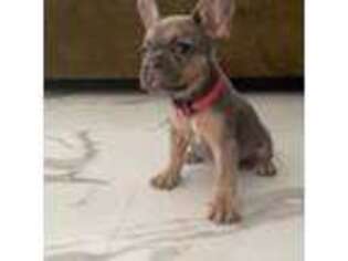 French Bulldog Puppy for sale in Antioch, CA, USA