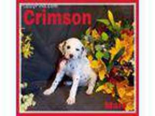 Dalmatian Puppy for sale in Cape May, NJ, USA