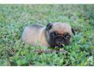 Pug Puppy for sale in BLANCO, TX, USA