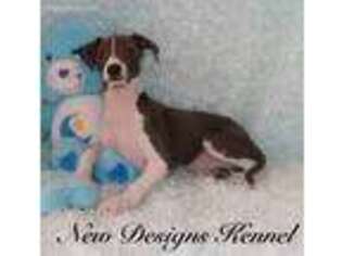 Italian Greyhound Puppy for sale in Rockwell City, IA, USA