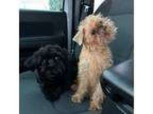 Brussels Griffon Puppy for sale in Sterling Heights, MI, USA