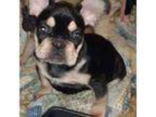 French Bulldog Puppy for sale in Marion, IL, USA