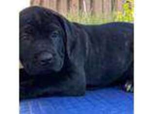 Cane Corso Puppy for sale in Homestead, FL, USA