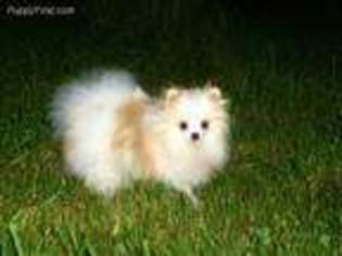 Pomeranian Puppy for sale in Dayton, OR, USA