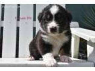Australian Shepherd Puppy for sale in Port Saint Lucie, FL, USA