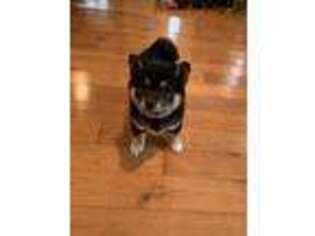 Shiba Inu Puppy for sale in Upland, IN, USA