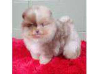 Pomeranian Puppy for sale in San Luis Obispo, CA, USA