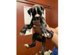 Boxer Puppy for sale in Bakersfield, CA, USA