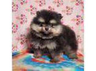 Pomeranian Puppy for sale in Bennett, CO, USA