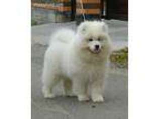 Samoyed Puppy for sale in Maryville, IL, USA