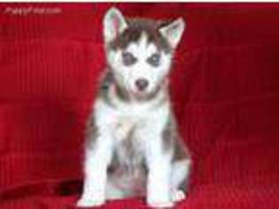 Siberian Husky Puppy for sale in Reedsville, PA, USA