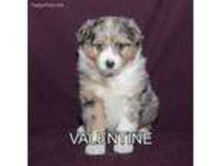 Australian Shepherd Puppy for sale in Fresno, OH, USA