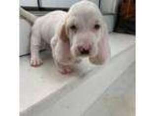 Basset Hound Puppy for sale in Gillette, WY, USA