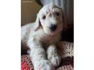 Goldendoodle Puppy for sale in Adrian, MI, USA