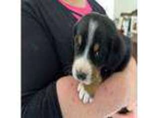 Greater Swiss Mountain Dog Puppy for sale in Oklahoma City, OK, USA