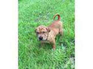 Mutt Puppy for sale in GREENSBURG, IN, USA