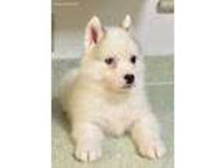 Siberian Husky Puppy for sale in Fresno, CA, USA