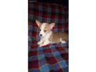 Pembroke Welsh Corgi Puppy for sale in Fresno, OH, USA