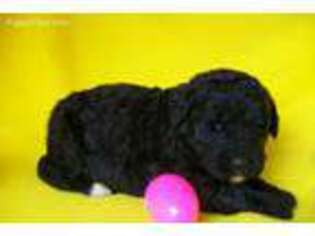 Mutt Puppy for sale in Grant City, MO, USA