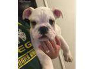 Bulldog Puppy for sale in Springfield, OR, USA